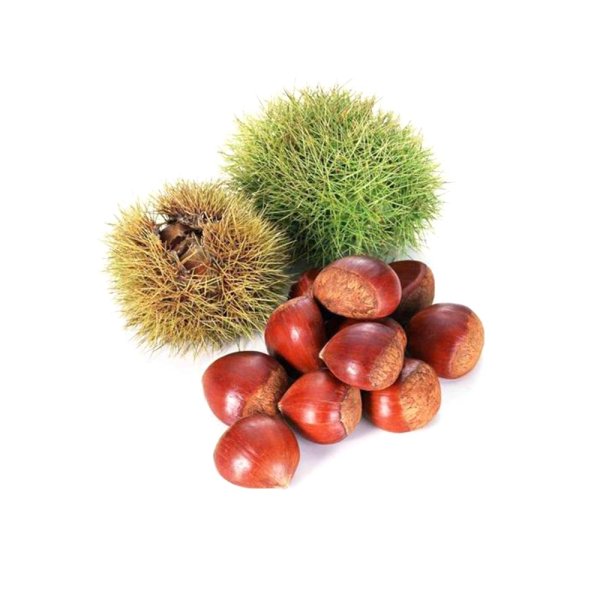 Fresh Chestnut