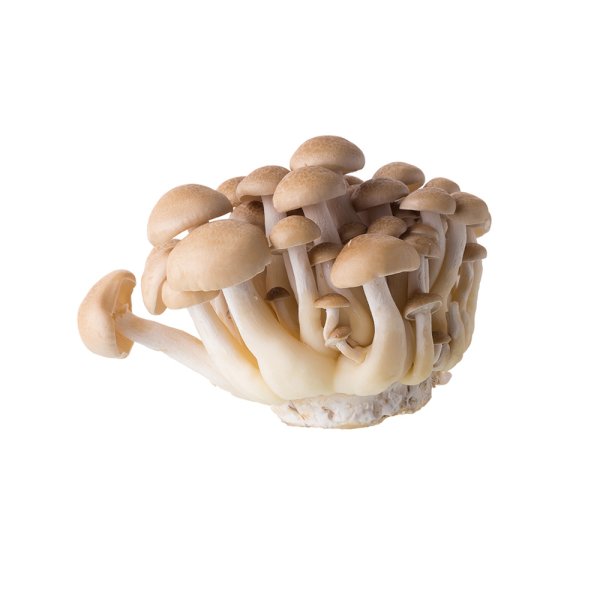 Fresh Crab Mushrooms