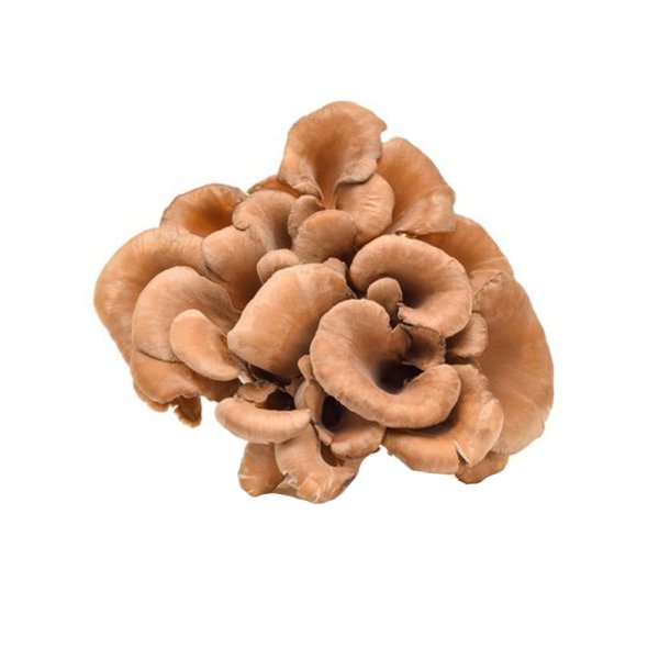 Fresh Maitake Mushroom